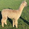TOFT Jargel Elite Brown huacaya female for sale at TOFT Alpaca Stud